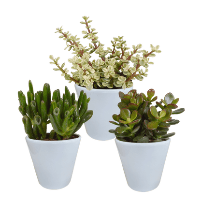 Dickblatt - Crassula - Mix - 8,5 cm - 3 Stück - im Witte-Topf