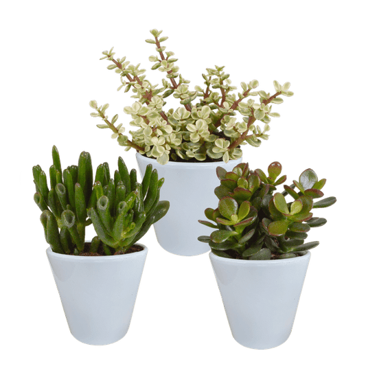 Dickblatt - Crassula - Mix - 8,5 cm - 3 Stück - im Witte-Topf 