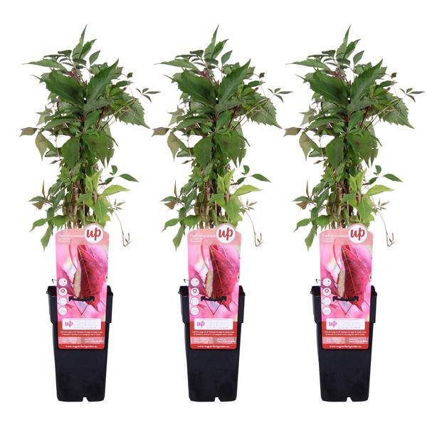 Wilder Wein - Parthenocissus q. var. 'Engelmannii' - ↨65cm - Ø15cm - 3 Stück