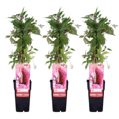 Wilder Wein - Parthenocissus q. var. 'Engelmannii' - ↨65cm - Ø15cm - 3 Stück