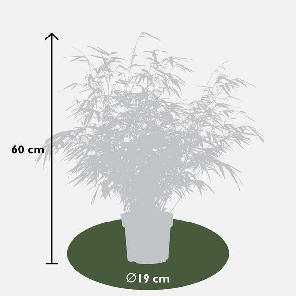 Schirmbambus - Fargesia rufa - ↨40cm - Ø19cm - 4 Stück
