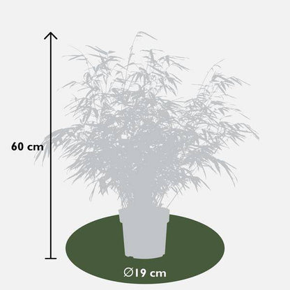 Schirmbambus - Fargesia rufa - ↨40cm - Ø19cm - 4 Stück