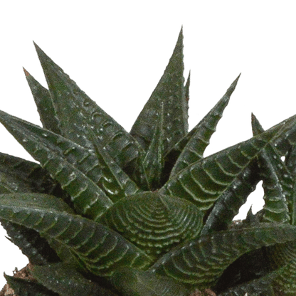 Sukkulente - Gasteria/Haworthia - Mix - 8,5 cm - im Topf - 3 Stück 