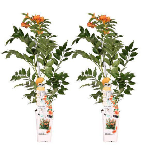 Klettertrompete - Campsis 'Indian Summer' - ↨65cm - Ø15cm - 2 Stück