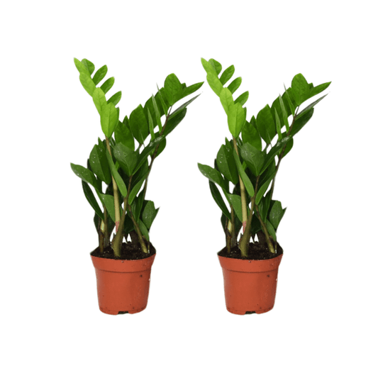 Zamioculcas Zamiifolia – Glücksfeder – 2 Pflanzen – Ø12cm – ca. 40cm hoch – Pflegeleichte Zimmerpflanzen mit glänzenden Blättern – Robuste Grünpflanzen für Wohnzimmer & Büro 
