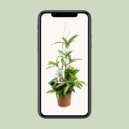 Drachenbaum - Dracaena Surculosa - Zimmerpflanze - Ø17cm - ↕55cm 