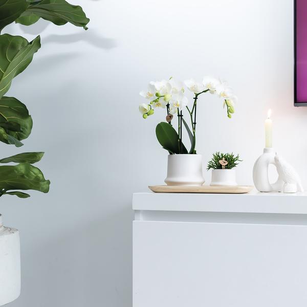 Ovales Tablett aus Bambus - Oasis of Life