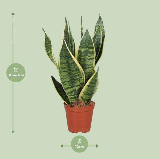 Bogenhanf - Sansevieria Trifasciata Futura Superba - Zimmerpflanze - Ø12cm - ↕40cm 