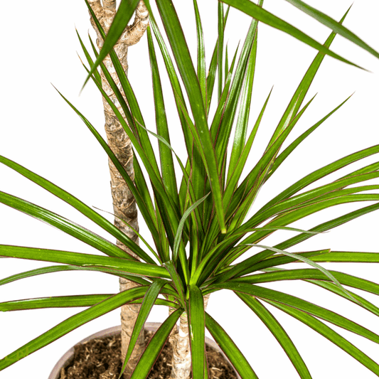 Dracaena Marginata Grün Ø19cm - ↕70 - 90cm