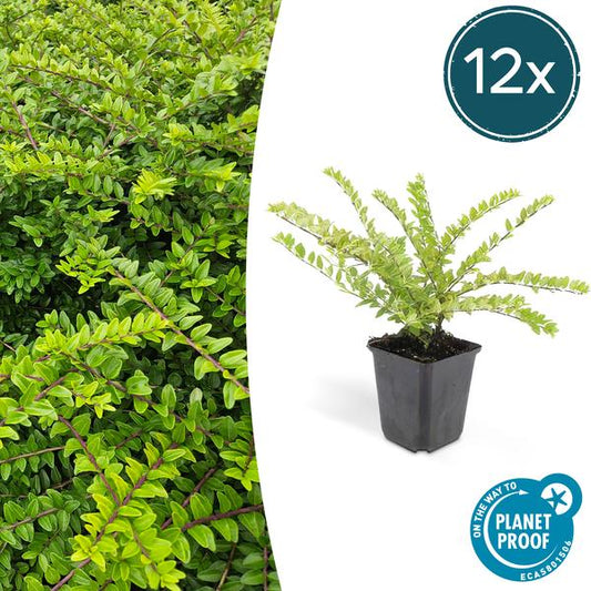 Heckenmyrthe – Lonicera nit. 'Maigrün' – ↕10-25cm – Ø9cm – 12 Pflanzen – Immergrüne Hecke & Zierpflanze – Sonne & Schatten – Pflegeleicht