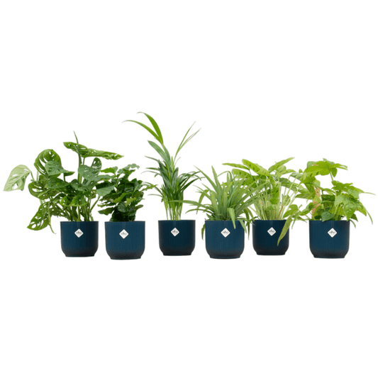 Überraschungskiste – 6 verschiedene Zimmerpflanzen inkl. Topf Vibes Fold Round Ø14cm blau – Pflegeleichte Grünpflanzen für Innenräume – Dekopflanzen für Wohnzimmer, Büro & Geschenkidee 