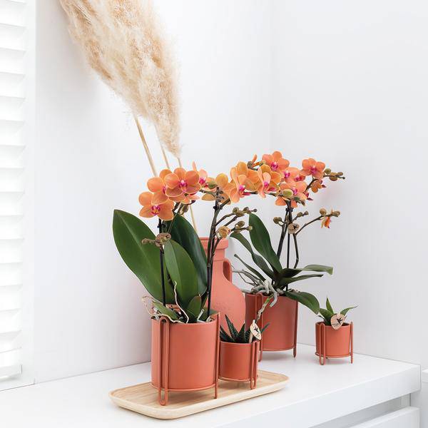 Orange Phalaenopsis Orchidee - Mineral Bolzano - Topfgröße Ø9cm | blühende Topfpflanze - frisch vom Züchter - Oasis of Life