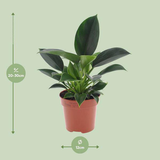 Baumfreund - Philodendron Green Princess - Zimmerpflanze - Ø12cm - ↕25cm 