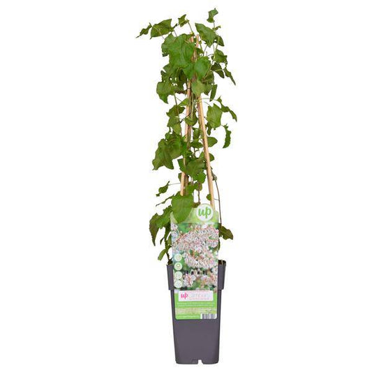 Schlingknöterich - Fallopia baldschuanica - Brautschleier - Ø15cm - ↕65cm