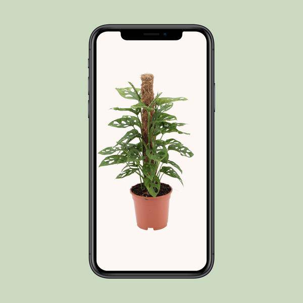 Fensterblatt - Monstera Monkey Leaf - Zimmerpflanze - Ø17cm - ↕60cm