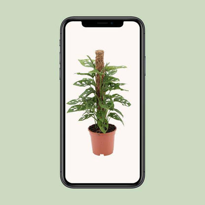 Fensterblatt - Monstera Monkey Leaf - Zimmerpflanze - Ø17cm - ↕60cm