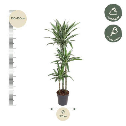 Drachenbaum - Dracaena Warneckei - Zimmerpflanze - 140cm - ø27cm