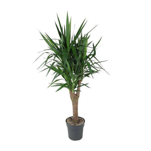 Palmlilie – Yucca Elephantipes – Zimmerpflanze – Ø31cm – ↕150cm – Robuste, pflegeleichte Grünpflanze für Innen & Außen 