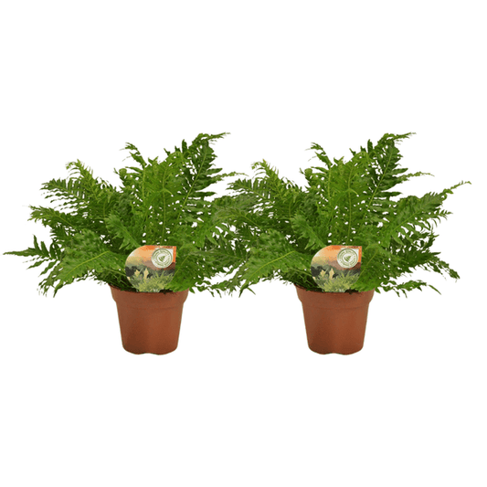 Blechnum Silver Lady – Zwerg-Baumfarn – 2 Zimmerpflanzen – Ø17cm – Höhe ca. 50cm – Eleganter Farn mit gefiederten Blättern – Für Wohnzimmer & Badezimmer 