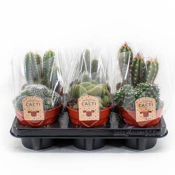 Kaktus Mix – 6 Kakteen – Zimmerpflanzen – Ø12cm – Ca. 20cm hoch – Bunte Auswahl an Kakteen mit verschiedenen Formen – Pflegeleicht & sonnig 