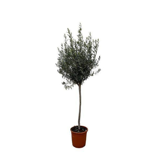 Olivenbaum – Olea Europaea 160cm – Ø24cm – Mediterrane Kübelpflanze mit silbergrünen Blättern – Edler Olivenbaum für Garten, Terrasse, Balkon & Wintergarten – Pflegeleicht 