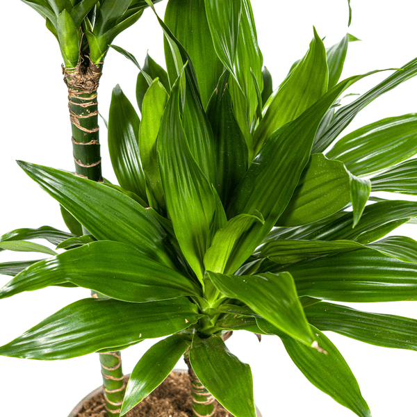 Dracaena Deremensis Grünes Juwel - Drachenbaum - Zimmerpflanze - Ø19cm - ↕70-90cm