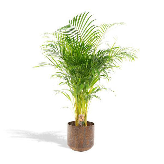 Areca-Palme mit Topf - ↨130cm - Ø24cm - Oasis of Life
