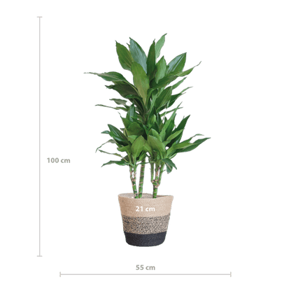 Dracaena Janet Lind 95cm – Drachenbaum Zimmerpflanze Ø21cm – pflegeleichte luftreinigende Pflanze mit Jutekorb Lissabon Schwarz – dekorative grüne Zimmerpflanze für Wohnzimmer & Büro 