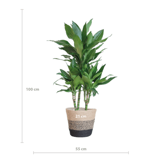 Dracaena Janet Lind 95cm – Drachenbaum Zimmerpflanze Ø21cm – pflegeleichte luftreinigende Pflanze mit Jutekorb Lissabon Schwarz – dekorative grüne Zimmerpflanze für Wohnzimmer & Büro 