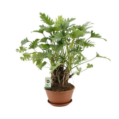 Baumfreund - Philodendron Xanadu - Zimmerpflanze - Ø22cm - ↕50cm