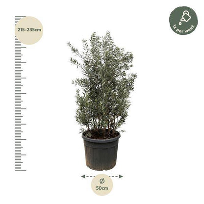 Olivenbaum - Olea Europaea Strauch - 225cm - Ø50cm