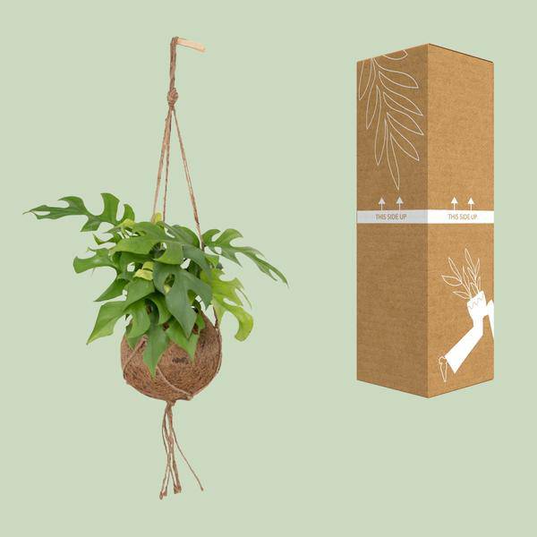 Kokodama Monstera Minima - Lochpflanze - Ø15cm - ↕25cm - Oasis of Life