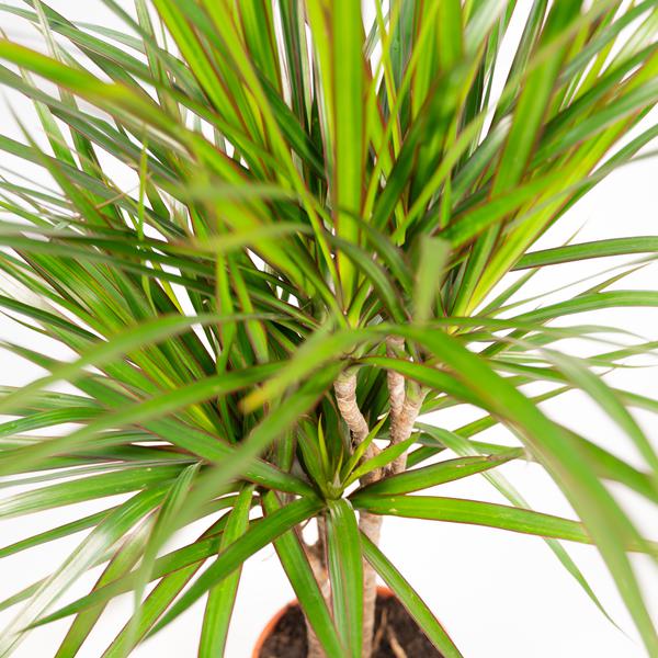 Dracaena Marginata - Ø21cm - ↕120cm - Oasis of Life