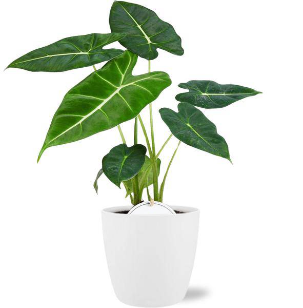 Alocasia Frydek – Pfeilblätter – Zimmerpflanze Ø12cm ↕35cm – Exotisches Laub – Mit Topf Brüssel Weiß Ø13,5x12,5cm – Pflegeleicht & dekorativ 