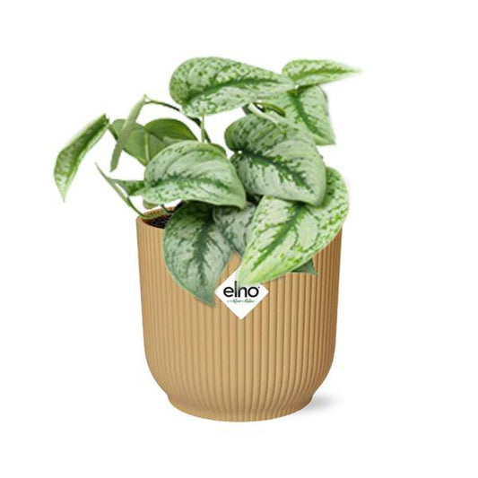 Efeutute - Scindapsus Pictus 'Trebie' - Zimmerpflanze + Topf Vibes Fold 14cm Gelb