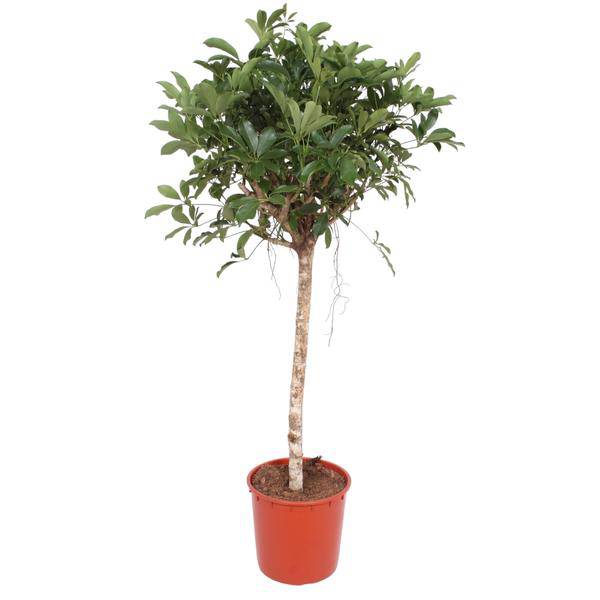 Strahlenaralie  - Schefflera Arboricola Compacta - Zimmerpflanze - 150cm - ø34cm