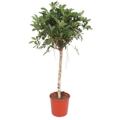 Strahlenaralie  - Schefflera Arboricola Compacta - Zimmerpflanze - 150cm - ø34cm