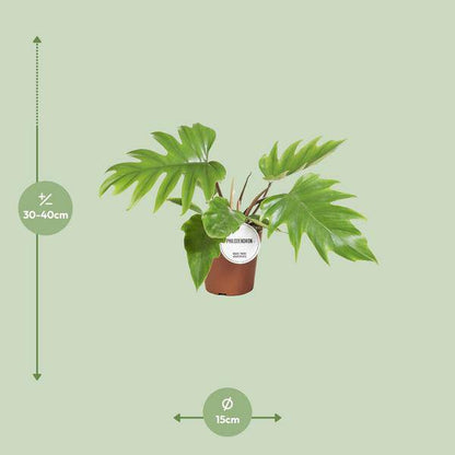 Baumfreund - Philodendron Mayoi - Zimmerpflanze - Ø15cm - ↕35cm