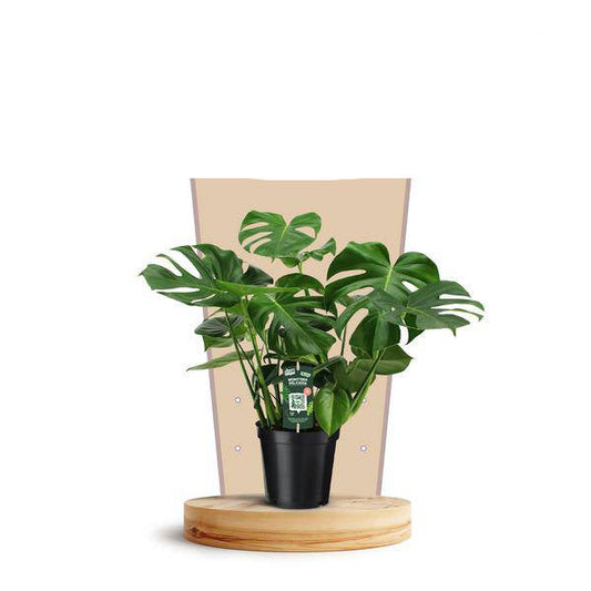 Köstliches Fensterblatt Monstera Deliciosa – Zimmerpflanze – Ø21cm – ↕75cm – Tropische Zimmerpflanze mit markanten fensterartigen Blättern – Pflegeleicht & dekorativ 