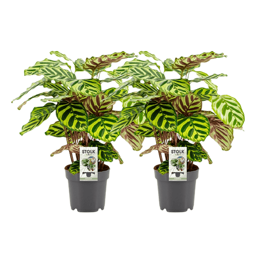 Calathea Makoyana – Pfauen-Korbmarante – 2 Pflanzen – Zimmerpflanze – Ø14cm – ↕45cm – Tropische Blattschönheit – Luftreinigend & haustierfreundlich – Für Wohnzimmer & Schlafzimmer 