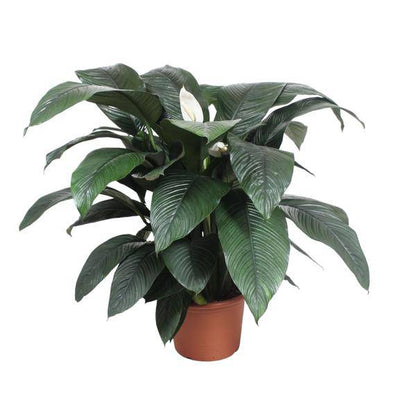 Einblatt - Spathiphyllum Sensation - Zimmerpflanze - 140cm - ø45cm