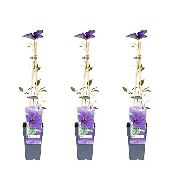 Waldrebe - Klematis 'The President' - ↨65cm - Ø15cm - 3 Stück