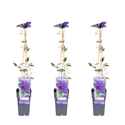 Waldrebe - Klematis 'The President' - ↨65cm - Ø15cm - 3 Stück