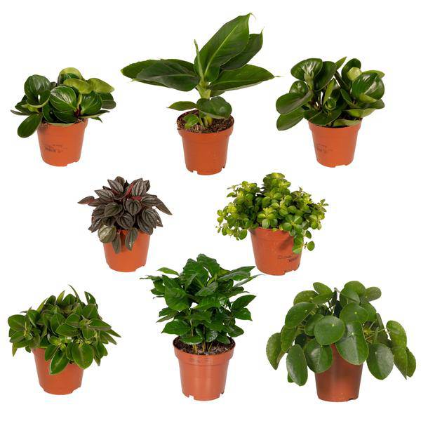 Überraschungsbox - Ø12cm - ↕25cm - 8 Pflanzen