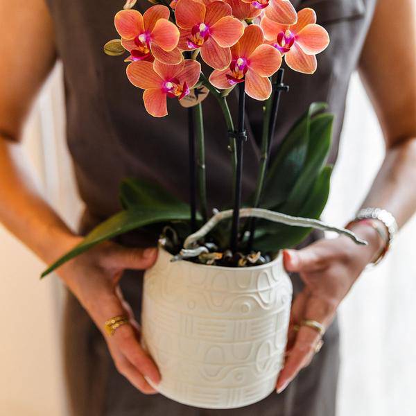 Orchidee Bolzano Orange mit Hieroglyph Ziertopf Off White Ø9cm – Elegante Zimmerpflanze im Dekotopf – Exotisches Geschenk & stilvolle Wohnraumdeko 