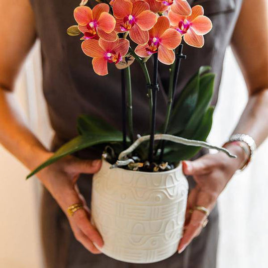 Orchidee Bolzano Orange mit Hieroglyph Ziertopf Off White Ø9cm – Elegante Zimmerpflanze im Dekotopf – Exotisches Geschenk & stilvolle Wohnraumdeko
