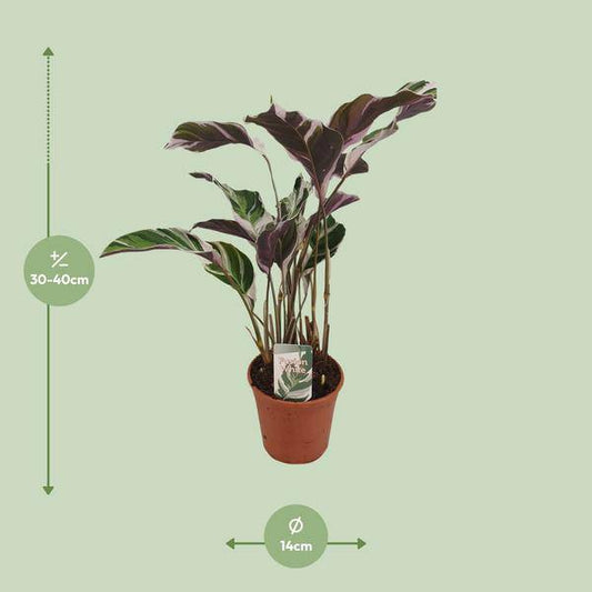 Korbmarante - Calathea Fusion Weiß Basic - Zimmerpflanze - Ø14cm - ↕40cm 
