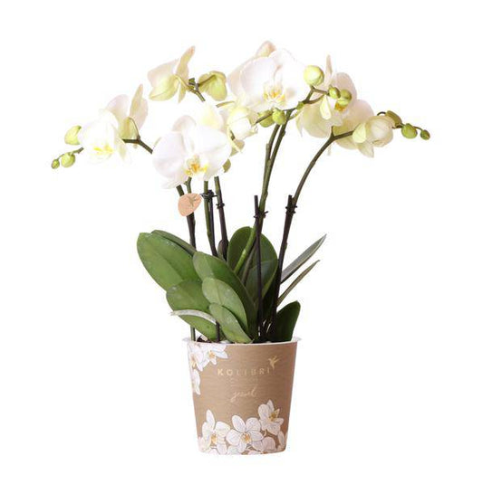 Kolibri Orchids | Weiße Phalaenopsis Orchidee Topfgröße - Juwel Gent - Topfgröße Ø12cm | blühende Zimmerpflanze - frisch vom Züchter - Oasis of Life