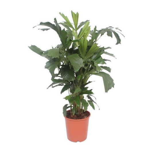 Fischschwanzpalme - Caryota Mitis - Zimmerpflanze - Ø24cm - ↕110cm 