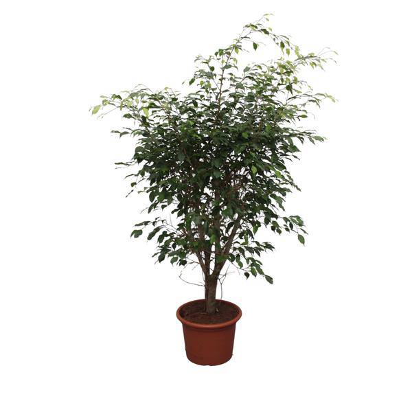 Bikenfeige - Ficus Benjamina Exotica - Zimmerpflanze - 150cm - ø40cm
